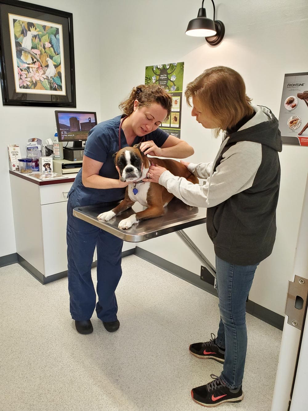 examining-ears Dog patient with its owner at Animal Hospital of Maple Valley