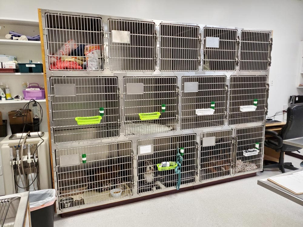 Kennels at Animal Hospital of Maple Valley