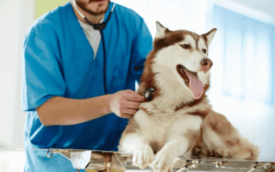 Top 5 Reasons to Choose a Local Veterinarian in Maple Valley, WA